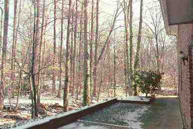 December 2000: the rhododendron in the corner of the patio shelters a shade garden