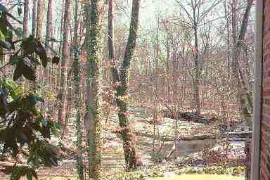 December 2000: the creek behind our house