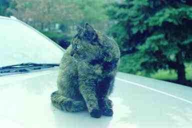 Feline intruder