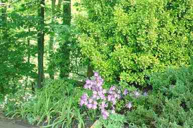 Purple azalea, yellow bush
